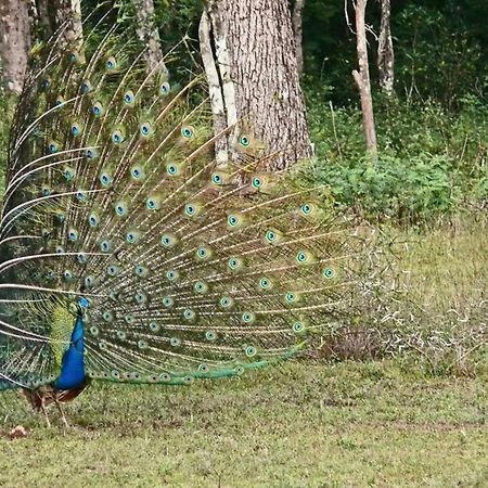 Hotel Big Game - Wilpattu By Eco Team Exteriér fotografie