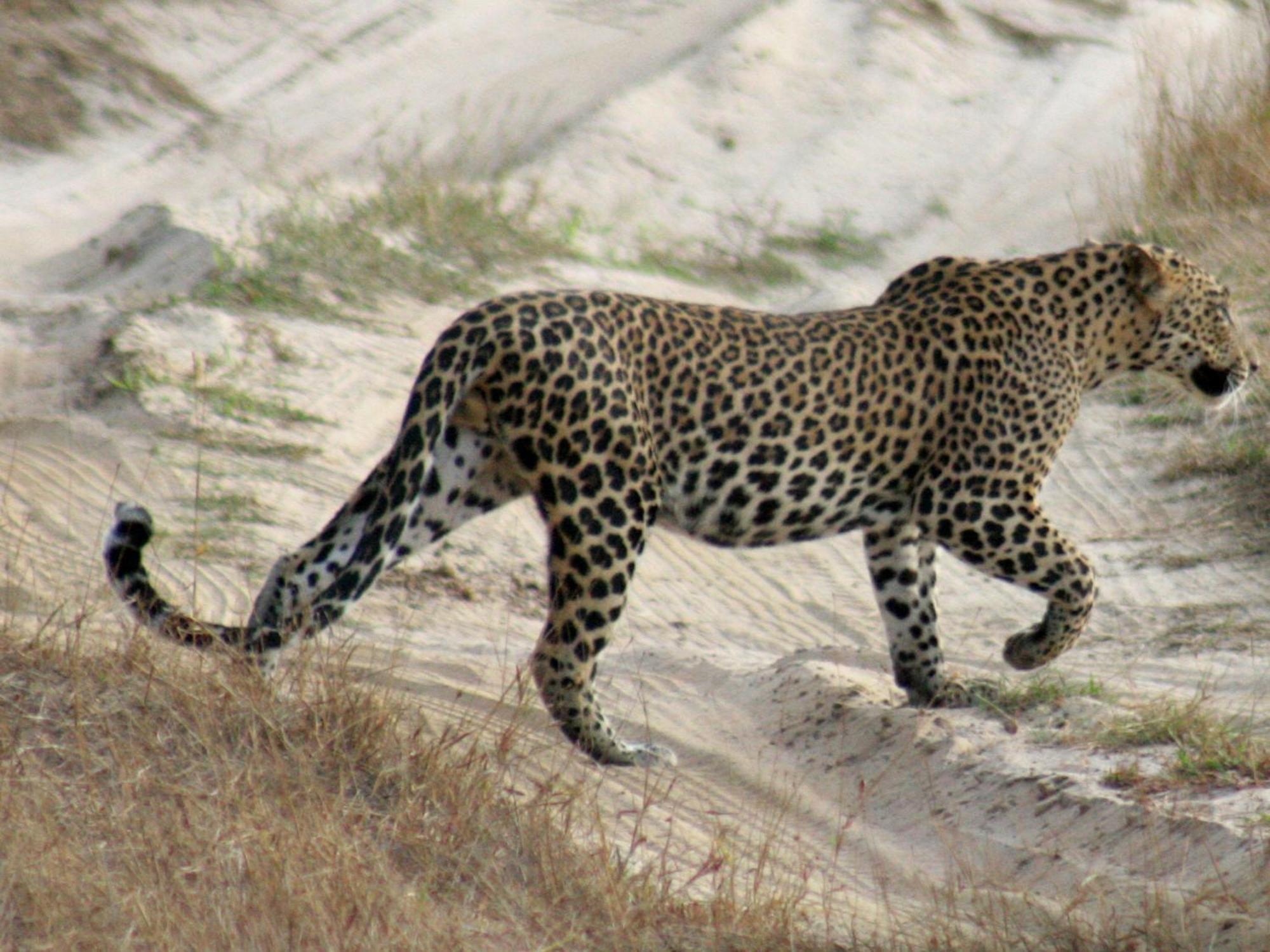 Hotel Big Game - Wilpattu By Eco Team Exteriér fotografie