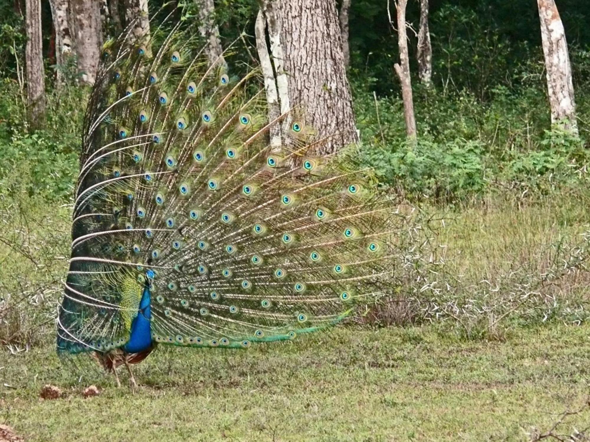 Hotel Big Game - Wilpattu By Eco Team Exteriér fotografie