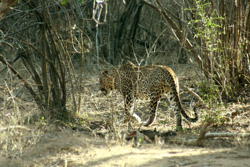 Hotel Big Game - Wilpattu By Eco Team Exteriér fotografie