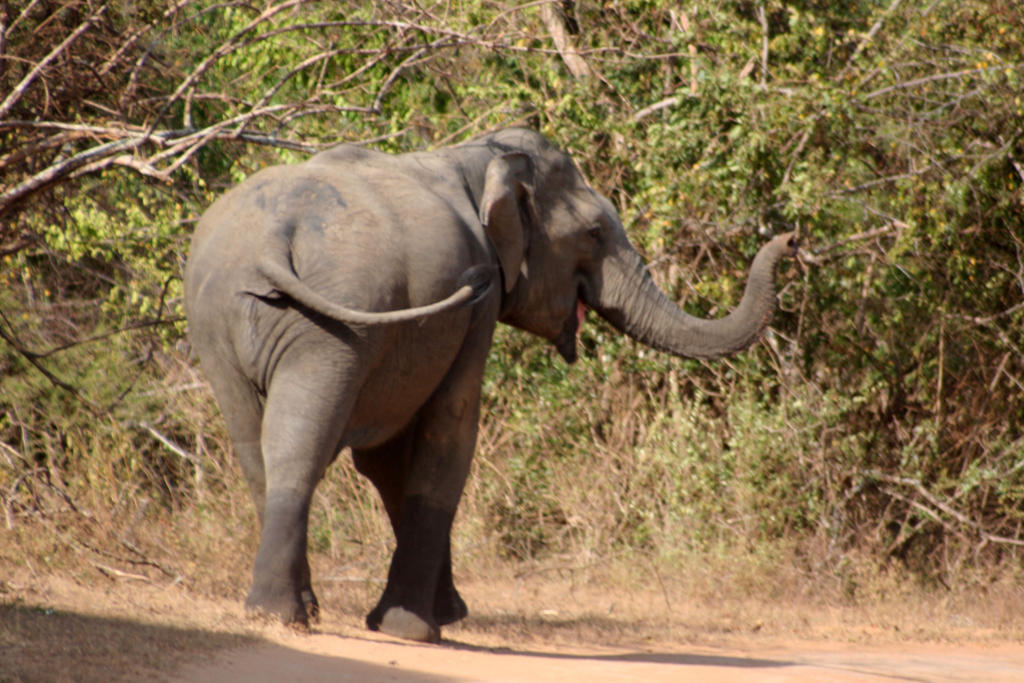 Hotel Big Game - Wilpattu By Eco Team Exteriér fotografie