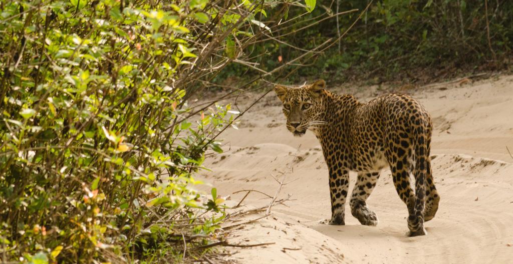 Hotel Big Game - Wilpattu By Eco Team Exteriér fotografie