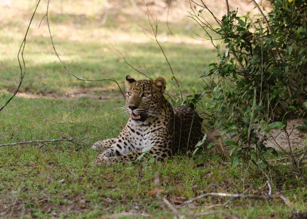 Hotel Big Game - Wilpattu By Eco Team Exteriér fotografie