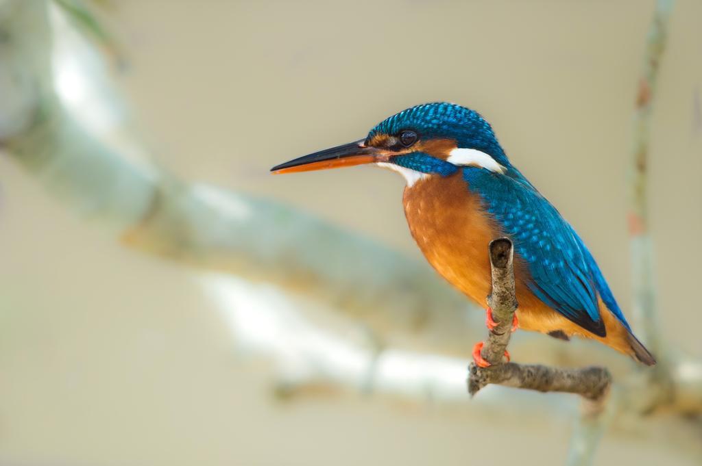 Hotel Big Game - Wilpattu By Eco Team Exteriér fotografie